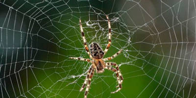 Tratamiento de fobias en Cádiz